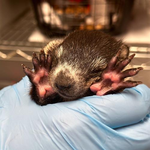 Baby woodchuck.jpg