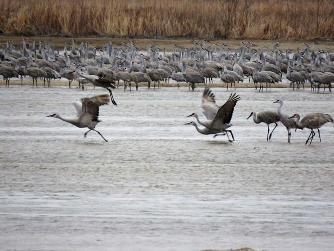 cranes-arrive-p1- time for take-off