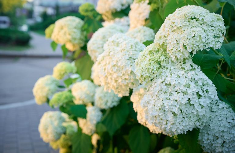Hydrangea arborescens