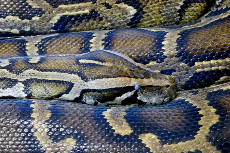 US-NEWS-ENV-FLA-INVASIVE-CARNIVORE-1-MCT