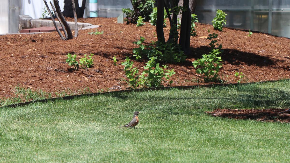 Master Gardeners: Smart water management