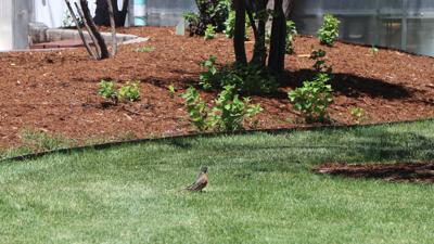 Master Gardeners: Smart water management