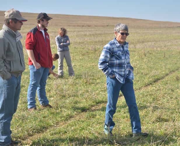 Grazing cattle with cover crops