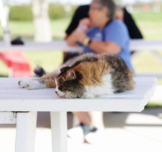 Cat Nap