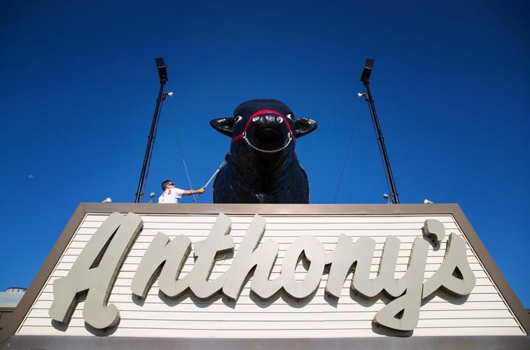 062822-owh-new-steerauction-p2