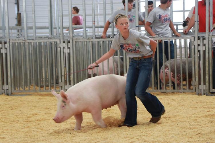 PHOTOS: Scotts Bluff County Fair Market Swine and Swine Showmanship 2026
