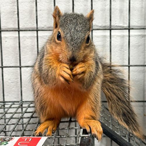 Baby fox squirrel.jpg