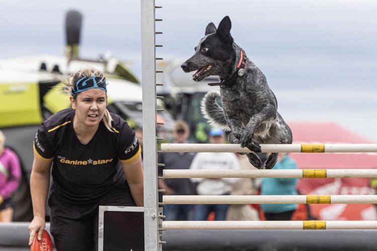 091526_HHD_Dogs