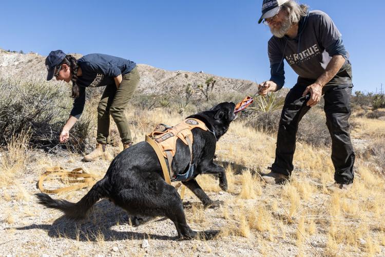 US-NEWS-ENV-CALIF-POOP-HUNTING-DOGS-FILEPIC-1-LA