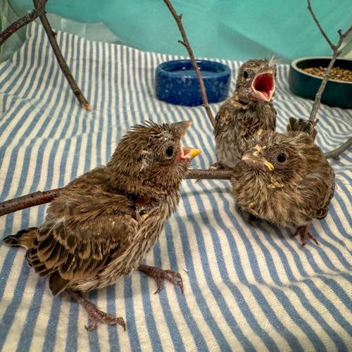 Fledgling house finches.jpg