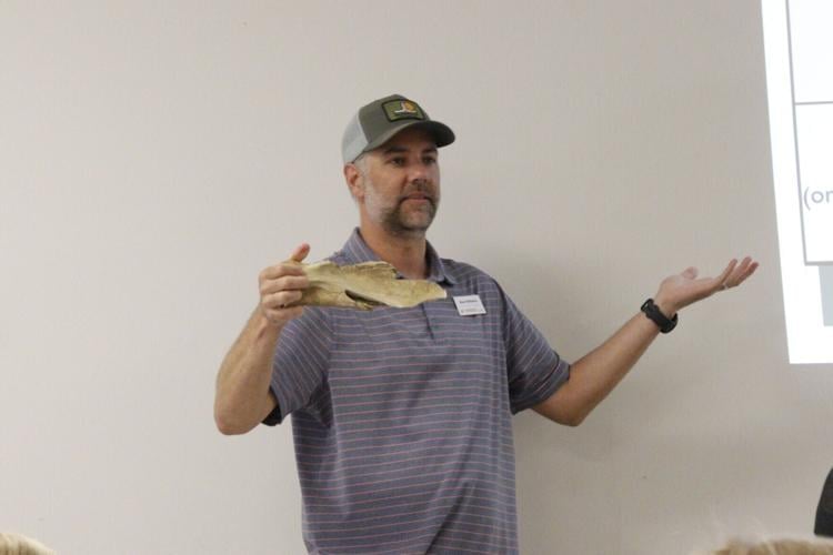 bison scapula