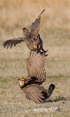 prairie chickens - p2 - dancing birds