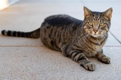 Cameron the Capitol Cat