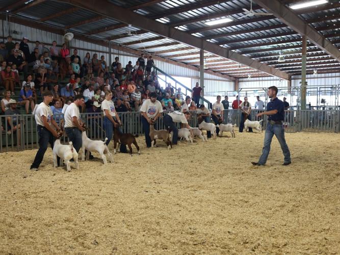 Senior goat showmanship bracing