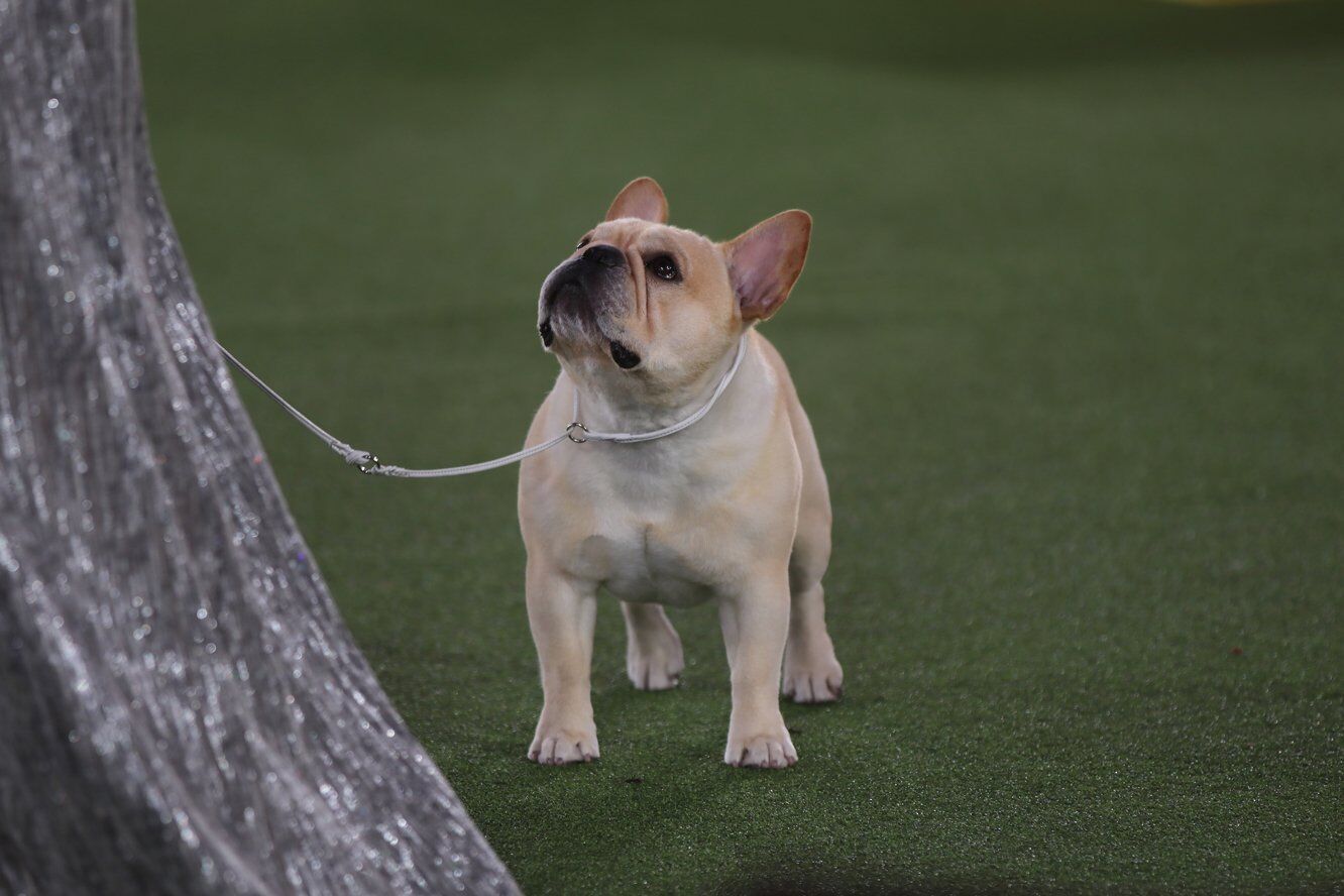 Westminster dog show store bulldog