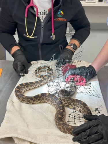 Bullsnake entangled in landscape netting.jpg