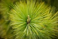 Pine needle