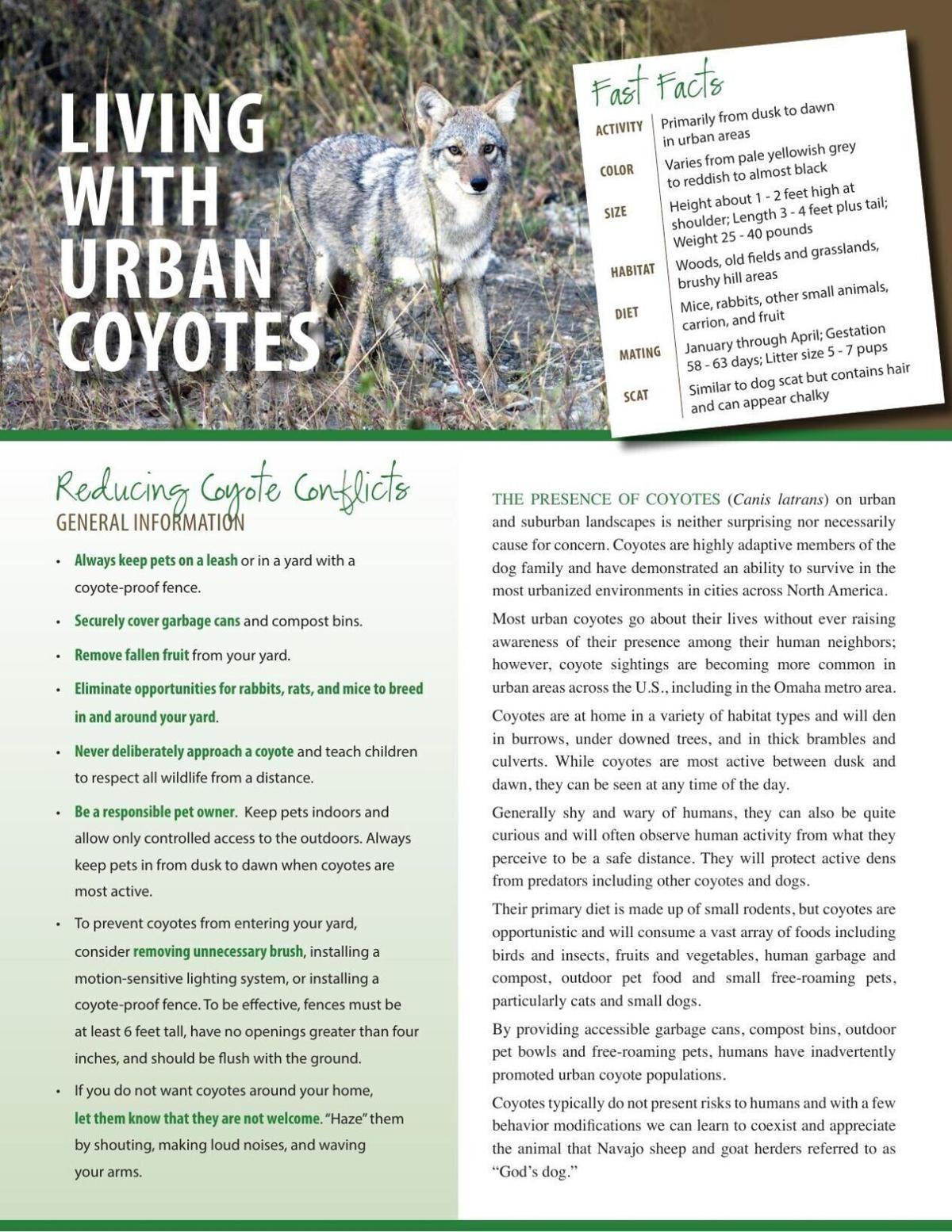 Living with urban coyotes