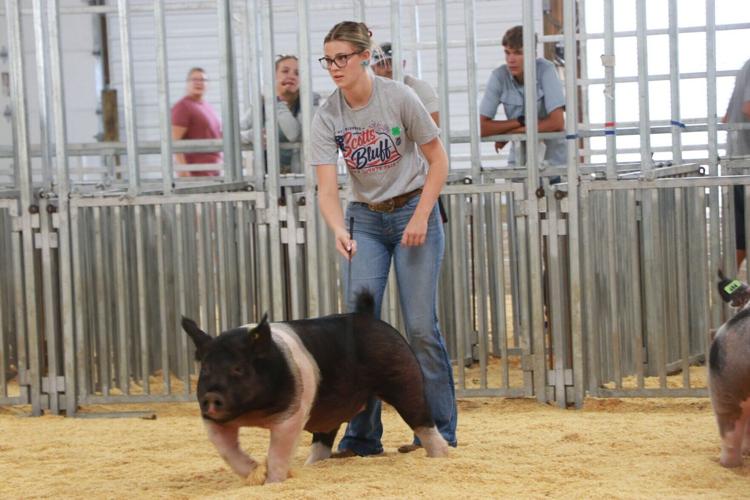 PHOTOS: Scotts Bluff County Fair Market Swine and Swine Showmanship 2026