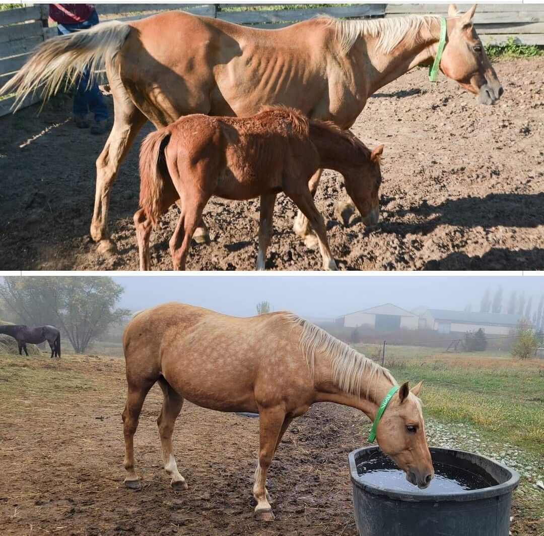 Horse
