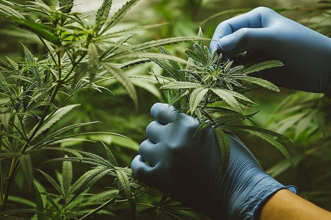 The cannabis industry’s trafficked workforce