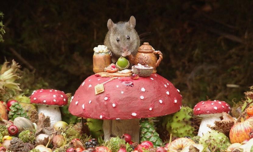 GTM Mouse Picnic on Mushroom