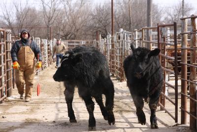 Wahoo Sale Barn Changing Hands News Wahoo Ashland Waverly Com