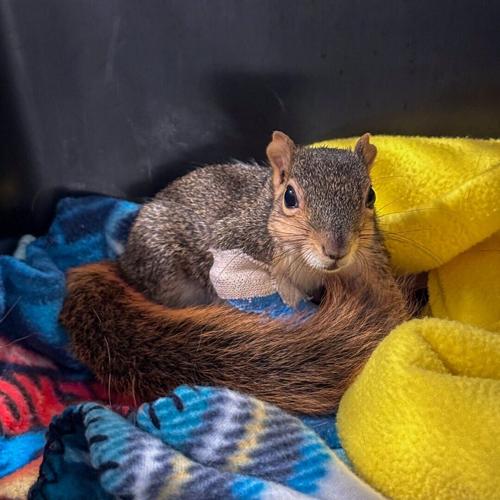 Fox squirrel with cast.jpg