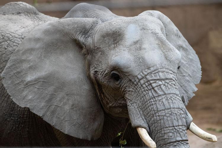 071422-owh-new-zooelephants-MN-03