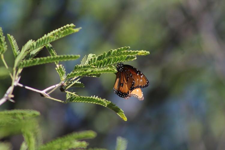 BioBlitzers catalog wildlife in U.S., Mexico as walls go up along border