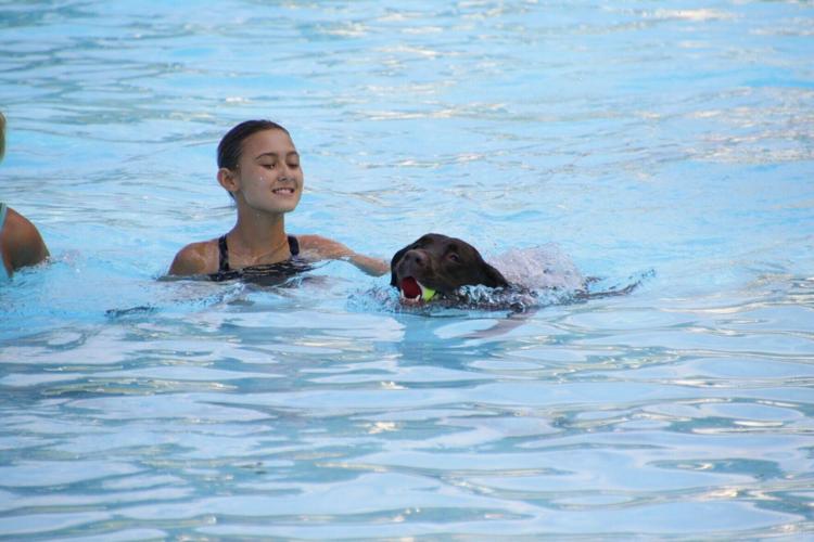 doggie dip 5