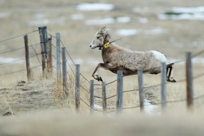 Bighorn sheep (copy)