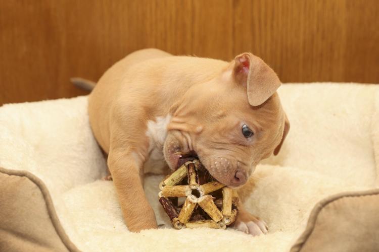 112823-owh-new-puppies-08