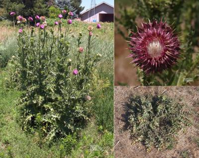 Scotts Bluff County Weed Control faces an increase in noxious weeds