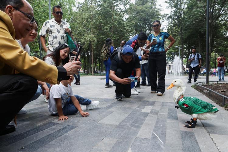 Merlin, the duck donning an 'El Tri' soccer jersey that turns heads across Mexico City