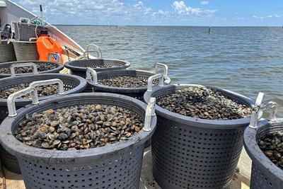 Could shellfish farming fix Florida's algal bloom problem?