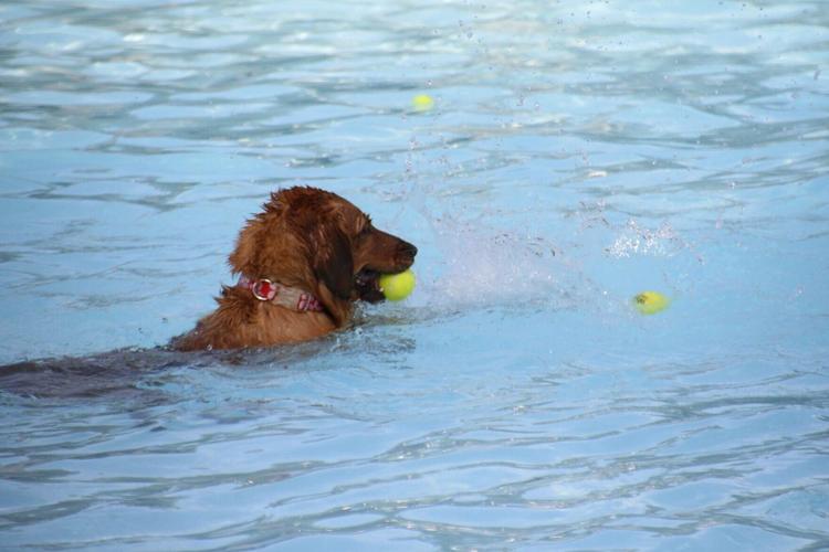 doggie dip 1