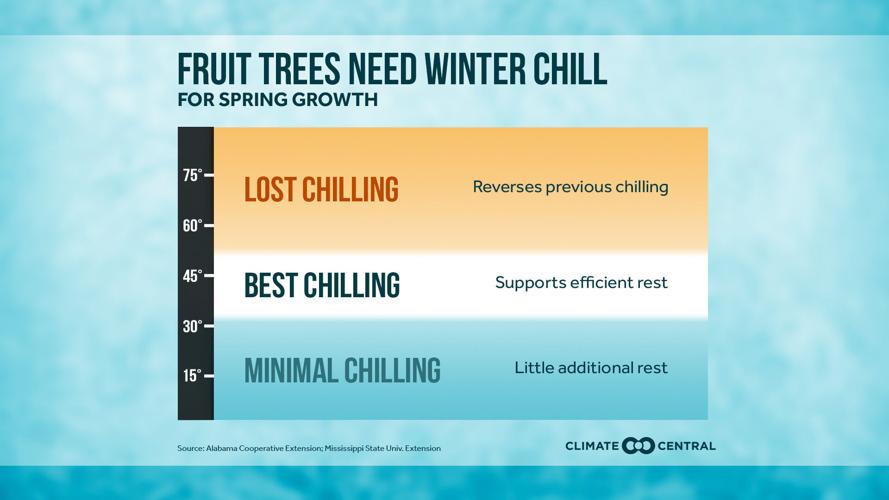 Fruit Trees and Winter Chill (CC Infographic)