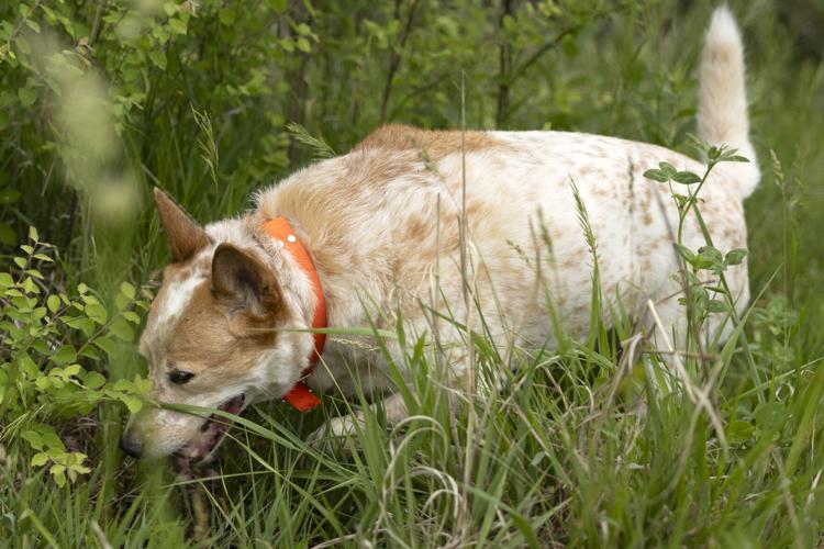 Thurman cold case, 5.19