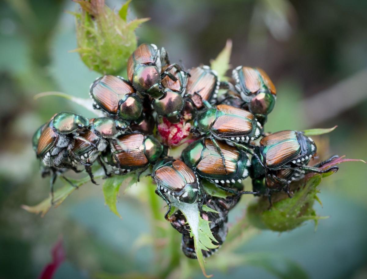 Beetles