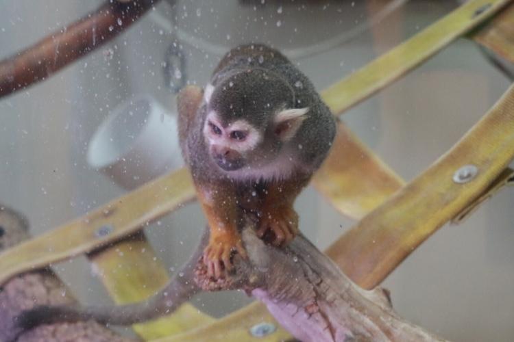 Riverside Discovery Center puts two new squirrel monkeys on display, continue to pursue AZA accreditation