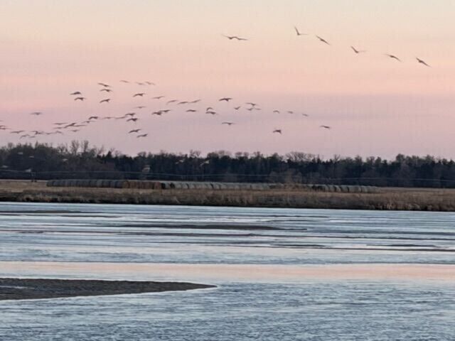 cranes-arrive-p2- in for the night