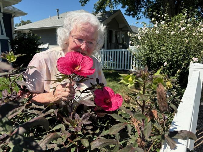 Sertoma award - Hibiscus