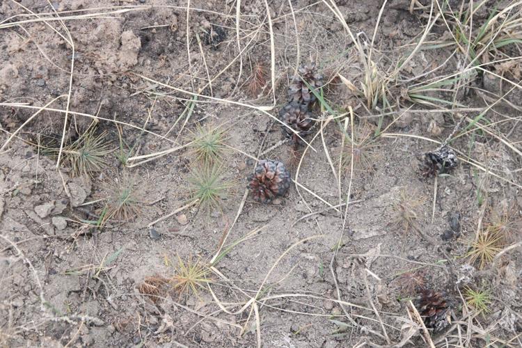 Nebraska National Forest at Halsey to clear 850 acres of forest
