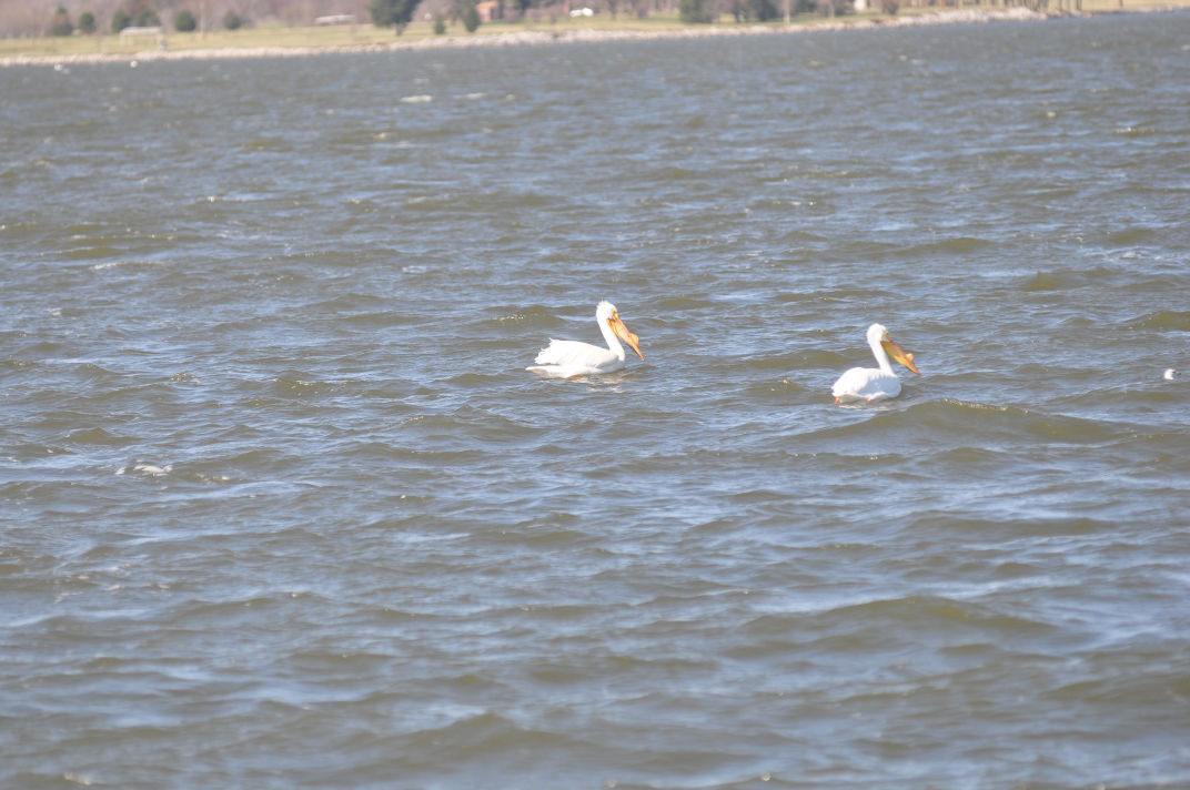 Branched oak offers fishing, hiking, camping and more News wahoo