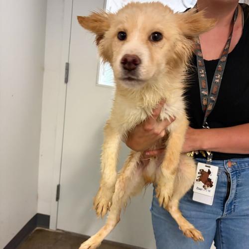 Puppies found near Conestoga Lake