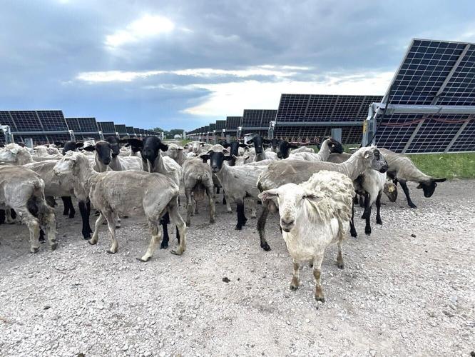 Solar sheep 1.jpg