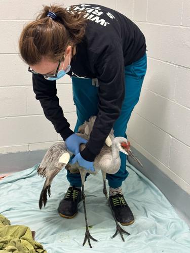 Dr. Carter Sandhill Crane therapy.jpg