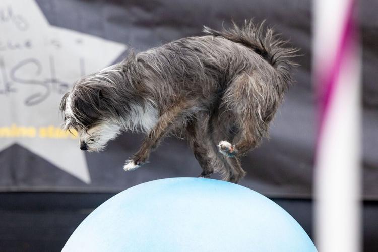 091526_HHD_Dogs_03