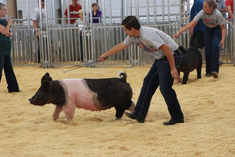 PHOTOS: Scotts Bluff County Fair Market Swine and Swine Showmanship 2026